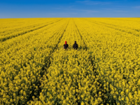 blühendes Feld mit zwei Menschen