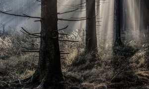 „Waldimpressionen“ des Photoclubs Panoptikum Oberschützen - AUSSTELLUNGSERÖFFNUNG